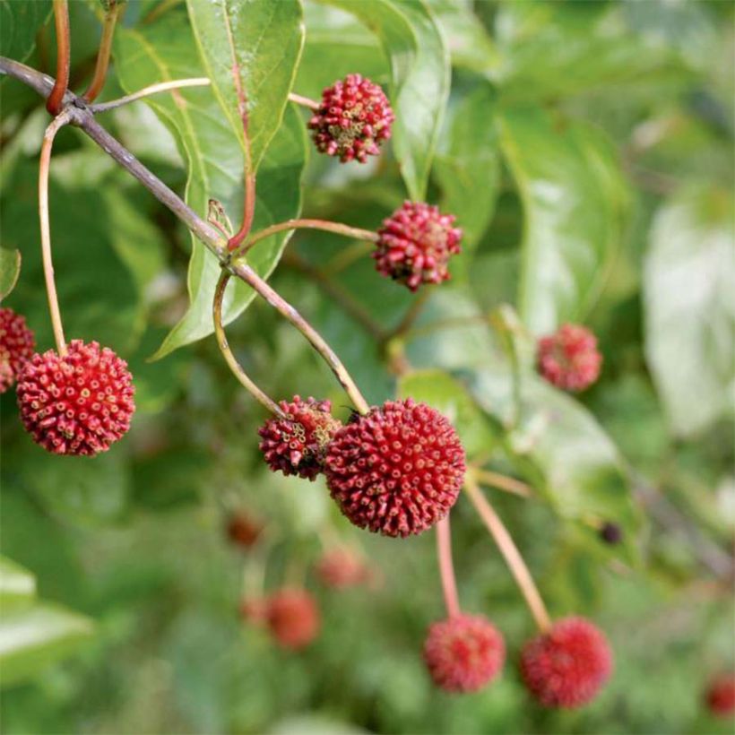 Cephalanthus occidentalis Sugar Shack - Knopfbusch (Ernte)