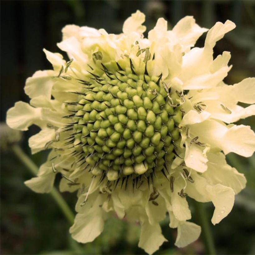 Cephalaria alpina - Alpen-Kopfblume (Blüte)