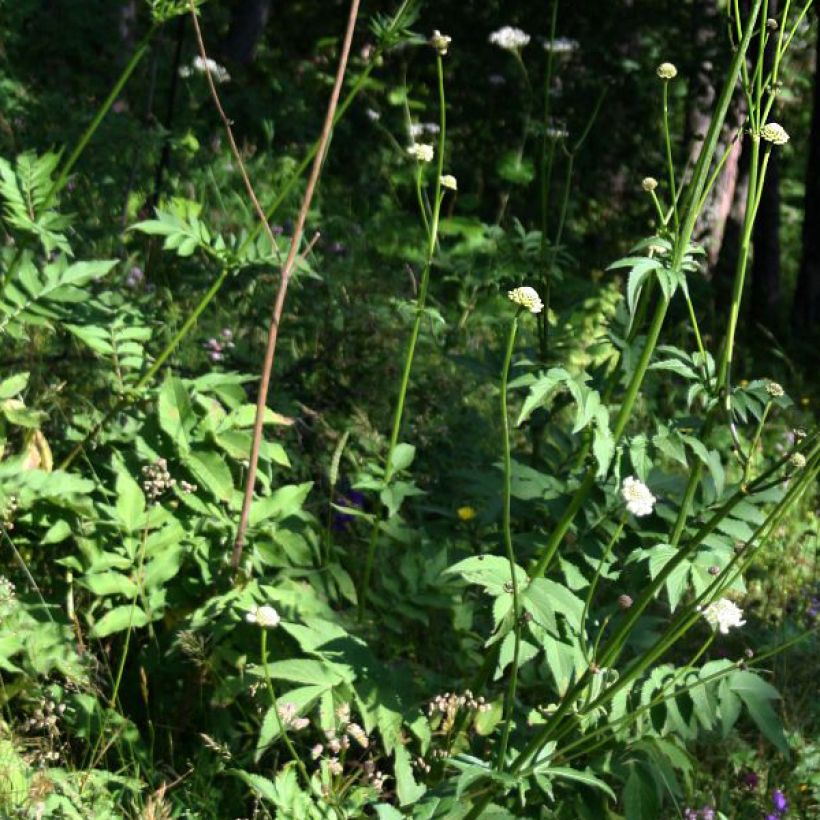 Cephalaria gigantea - Schuppenkopf (Laub)