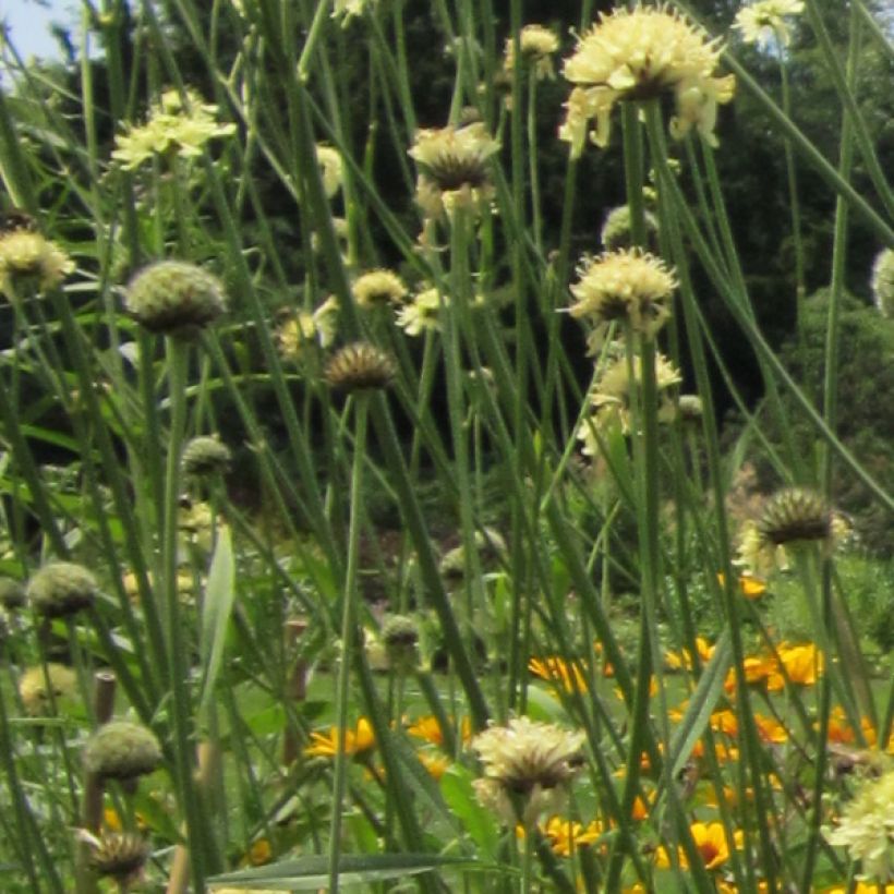 Cephalaria gigantea - Schuppenkopf (Blüte)