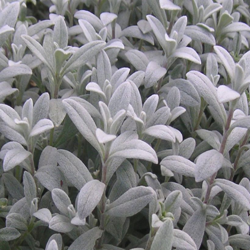 Cerastium biebersteinii - Bieberstein Hornkraut (Laub)