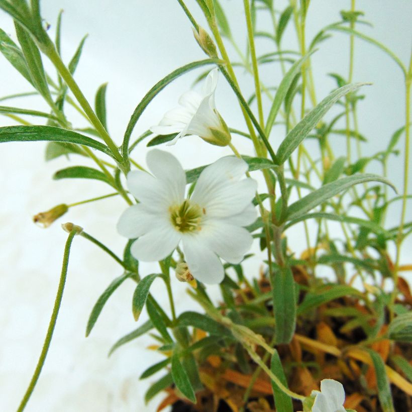 Cerastium biebersteinii - Bieberstein Hornkraut (Blüte)