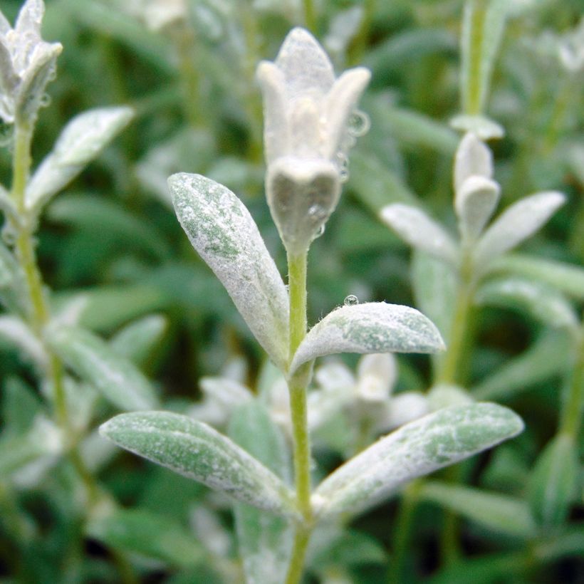 Cerastium tomentosum Yo Yo - Filziges Hornkraut (Laub)