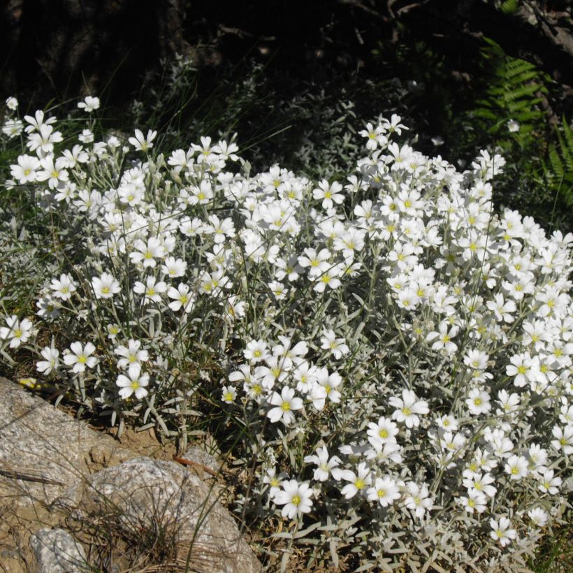 Cerastium tomentosum Yo Yo - Filziges Hornkraut (Hafen)