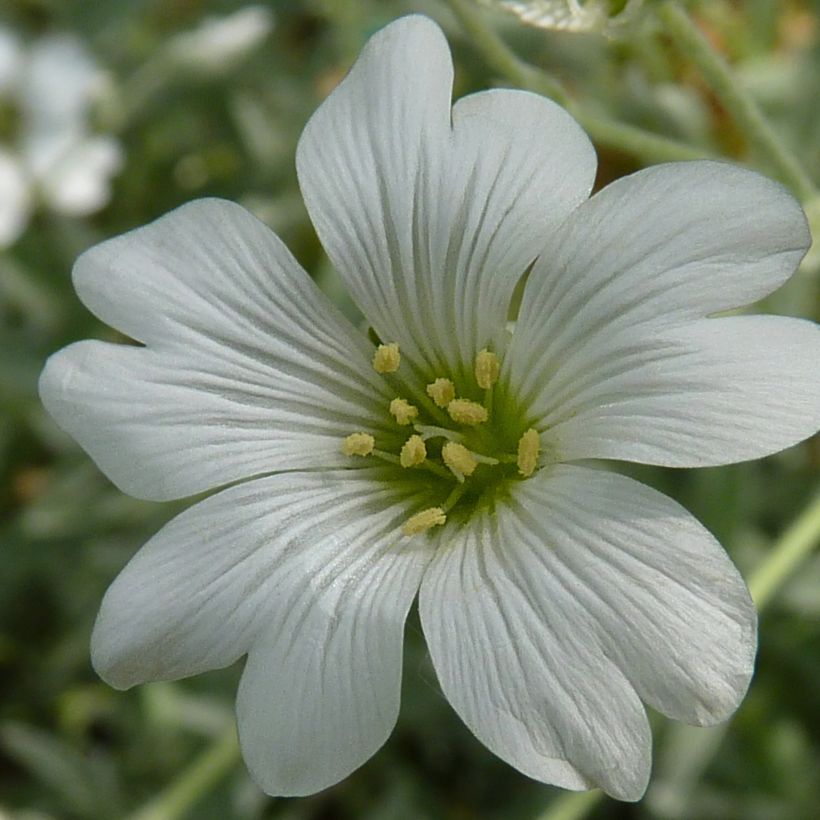 Cerastium tomentosum Yo Yo - Filziges Hornkraut (Blüte)