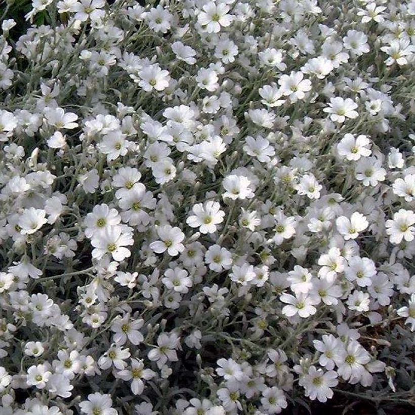 Cerastium tomentosum var columnae - Filziges Hornkraut (Blüte)