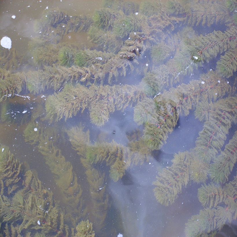 Ceratophyllum demersum - Rauhes Hornblatt (Hafen)