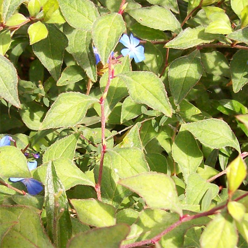 Ceratostigma griffithii - Hornbleiwurz (Laub)