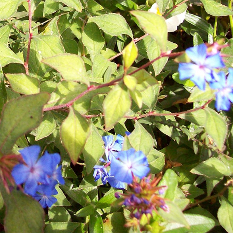 Ceratostigma griffithii - Hornbleiwurz (Blüte)