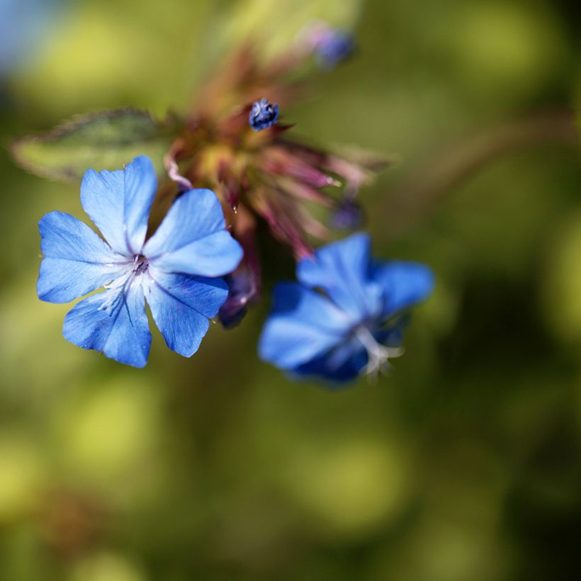 Ceratostigma griffithii - Hornbleiwurz (Blüte)