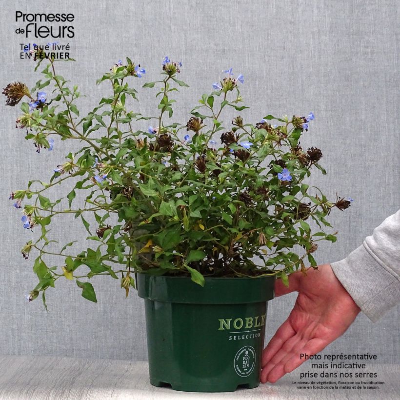 Exemplar von Ceratostigma willmotianum Forest Blue 20/30cm en pot de 2L/3L- Plumbago de Willmott wie im Herbst geliefert