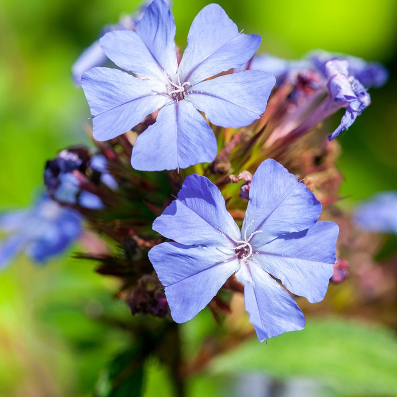 Ceratostigma willmottianum - Hornbleiwurz (Blüte)