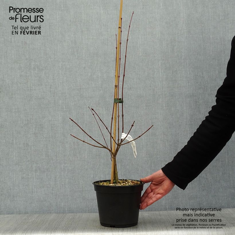 Exemplar von Cercidiphyllum japonicum Glowball - Arbre à caramel  Pot de 4L/5L wie im Winter geliefert