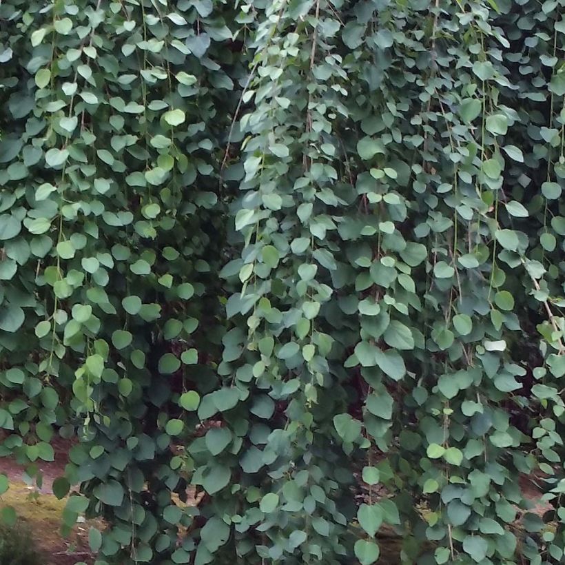 Japanischer Kuchenbaum Pendulum - Cercidiphyllum japonicum (Laub)