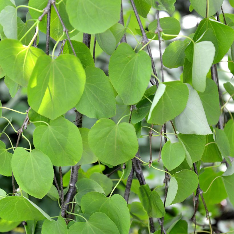 Japanischer Kuchenbaum Pendulum - Cercidiphyllum japonicum (Laub)