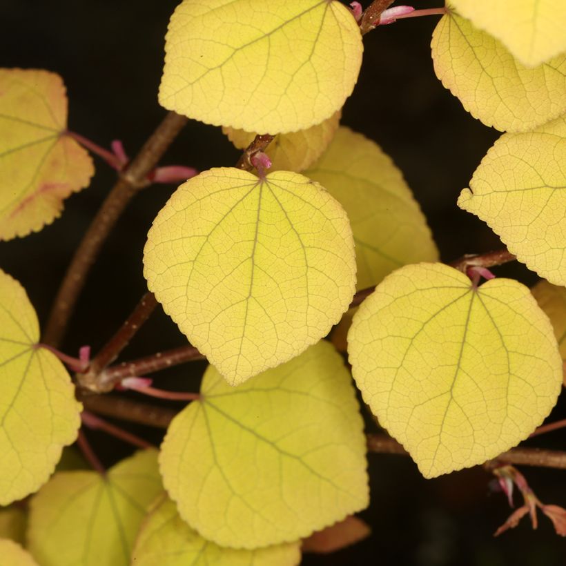 Japanischer Kuchenbaum Râ - Cercidiphyllum japonicum (Laub)