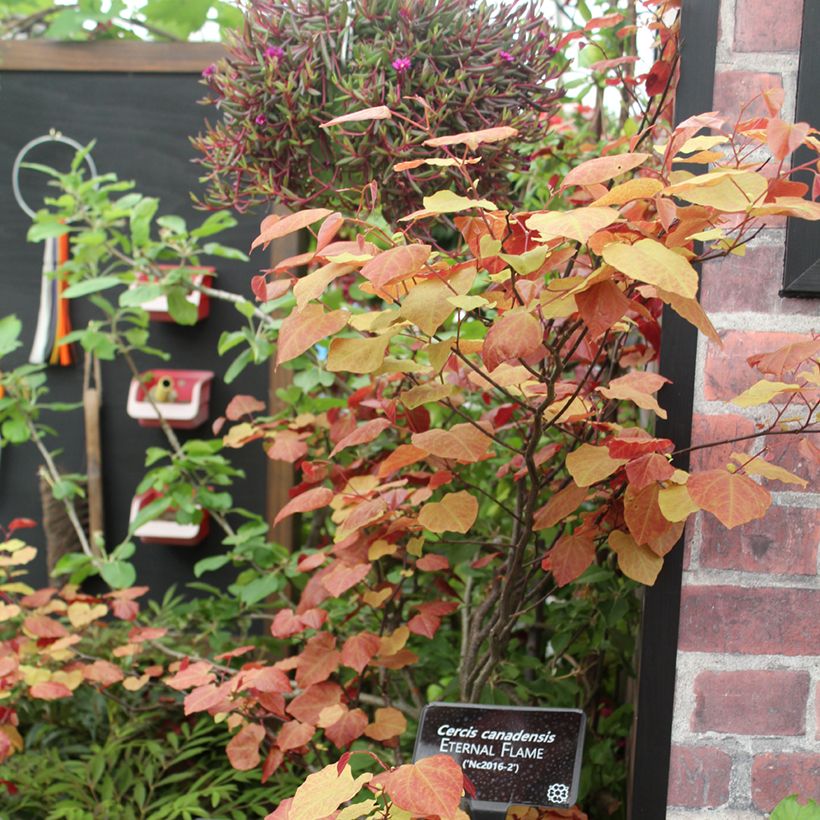 Kanadischer Judasbaum Eternal Flame - Cercis canadensis (Hafen)