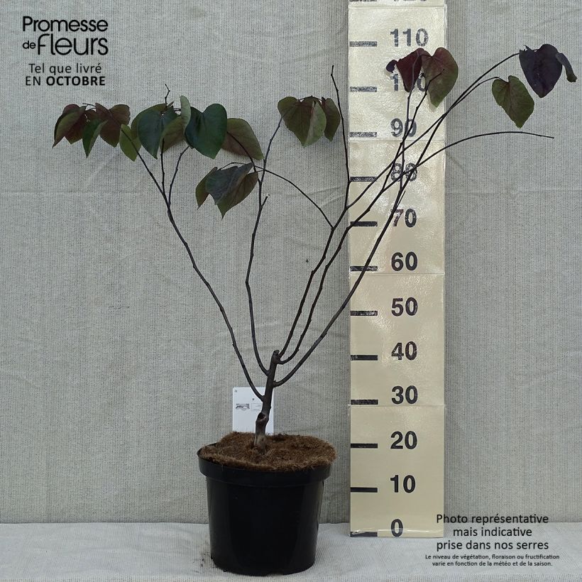 Exemplar von Cercis canadensis Forest Pansy en pot de 10L. wie im Herbst geliefert