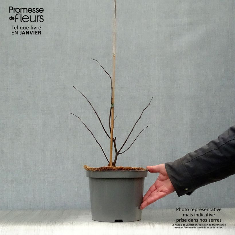 Exemplar von Cercis canadensis Forest Pansy en pot de 4L/5L wie im Winter geliefert