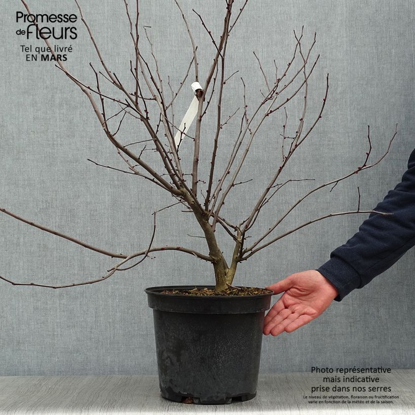 Exemplar von Cercis canadensis Hearts of Gold en pot de 10L wie im Winter geliefert