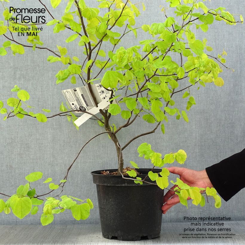 Exemplar von Kanadischer Judasbaum Heart of Gold - Cercis canadensis Topf mit 7,5L/10LGelieferte Höhe ca. 60/80cm wie im Frühjahr geliefert