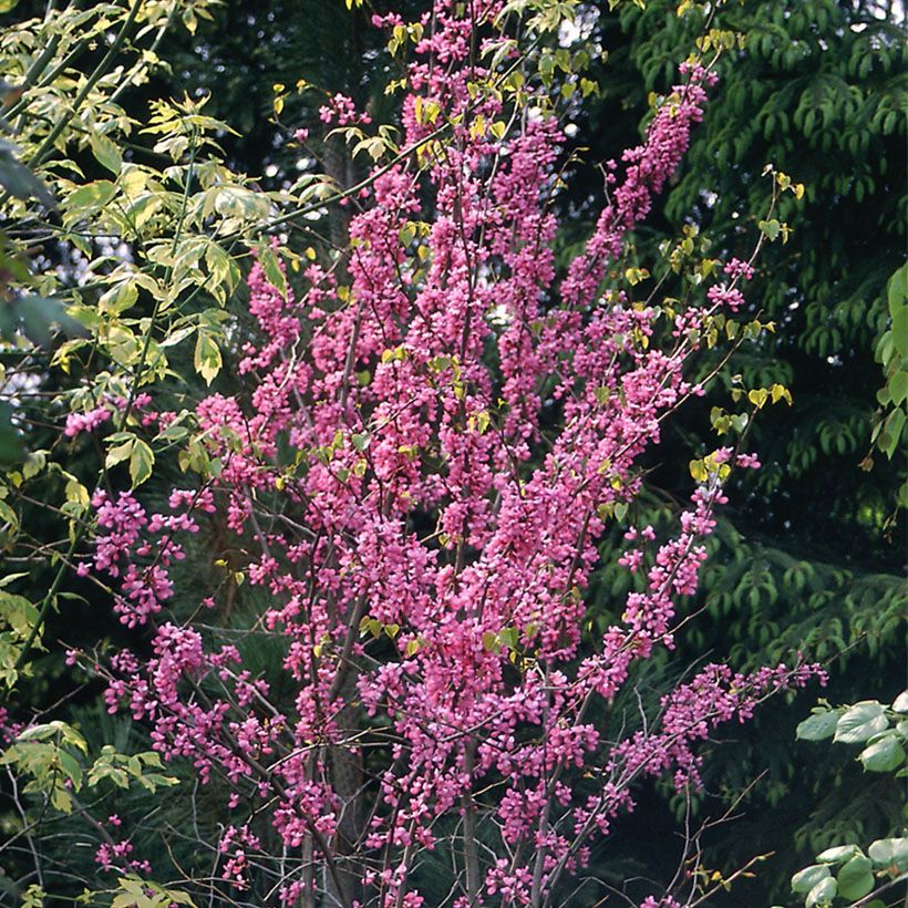 Kanadischer Judasbaum - Cercis canadensis  (Hafen)