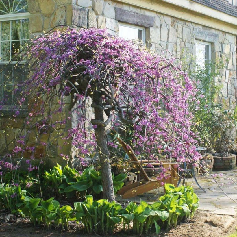 Kanadischer Judasbaum Lavender Twist - Cercis canadensis (Blüte)