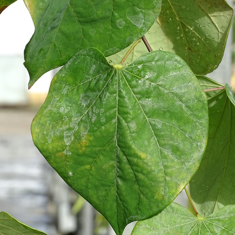 Kanadischer Judasbaum Lavender Twist - Cercis canadensis (Laub)