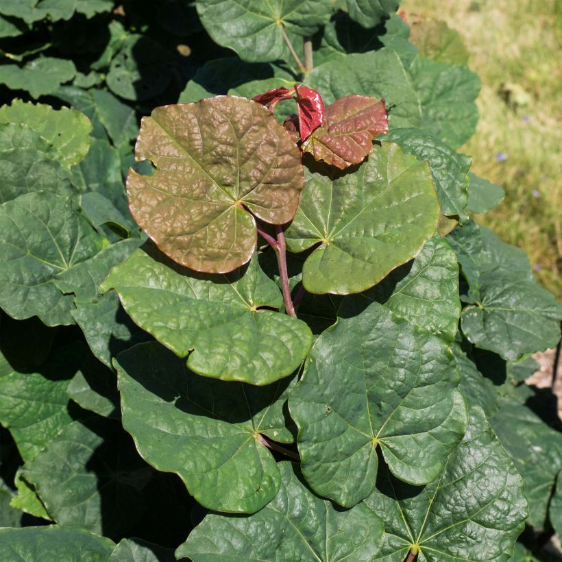 Kanadischer Judasbaum Little Woody - Cercis canadensis (Laub)