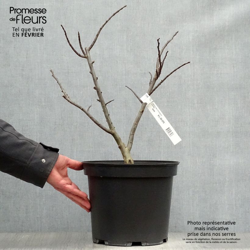 Exemplar von Cercis canadensis Little Woody - Gainier du Canada Pot de 6L/7L wie im Winter geliefert