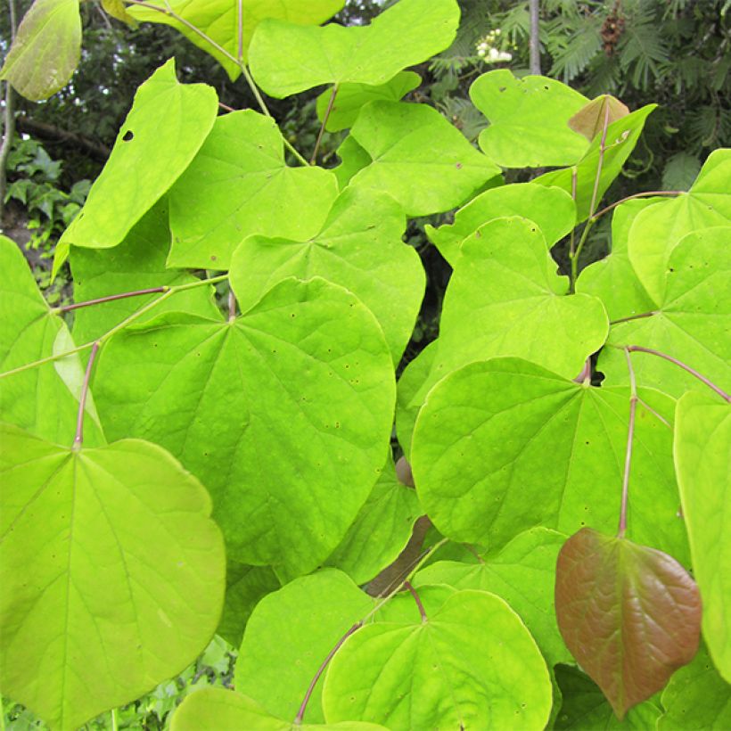 Kanadischer Judasbaum Melon Beauty - Cercis canadensis (Laub)