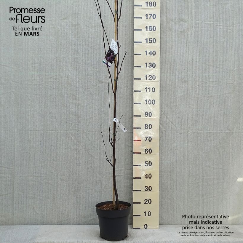 Exemplar von Cercis canadensis Merlot - Gainier du Canada  Pot de 6L/7L wie im Winter geliefert