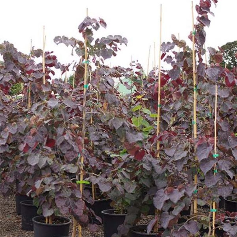 Kanadischer Judasbaum Ruby Falls - Cercis canadensis (Laub)