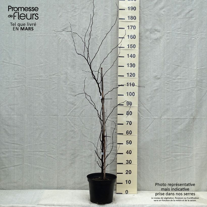 Exemplar von Cercis canadensis The Rising Sun - Gainier du Canada Pot de 7,5L/10L wie im Winter geliefert