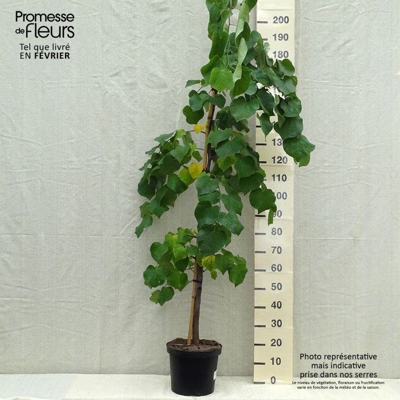 Exemplar von Cercis canadensis Vanilla Twist - Gainier du Canada pleureur blanc en pot de 7,5L/10L wie im Herbst geliefert