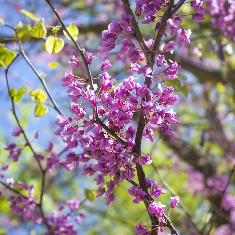 Kanadischer Judasbaum - Cercis canadensis  (Blüte)