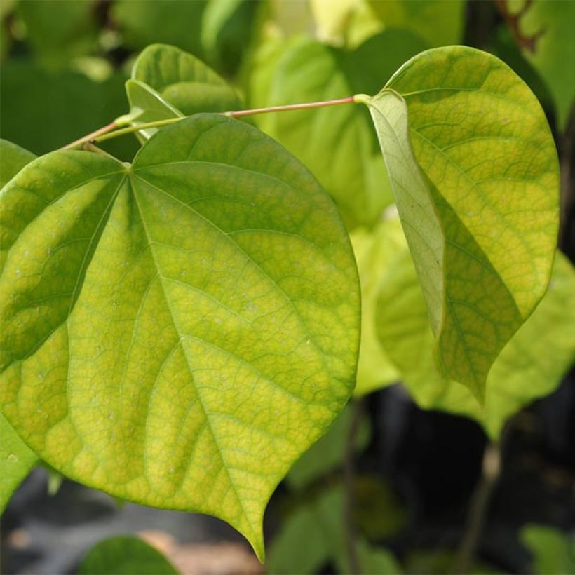 Chinesischer Judasbaum Avondale - Cercis chinensis (Laub)