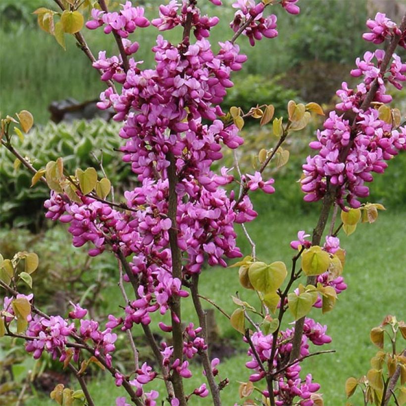 Chinesischer Judasbaum Avondale - Cercis chinensis (Blüte)