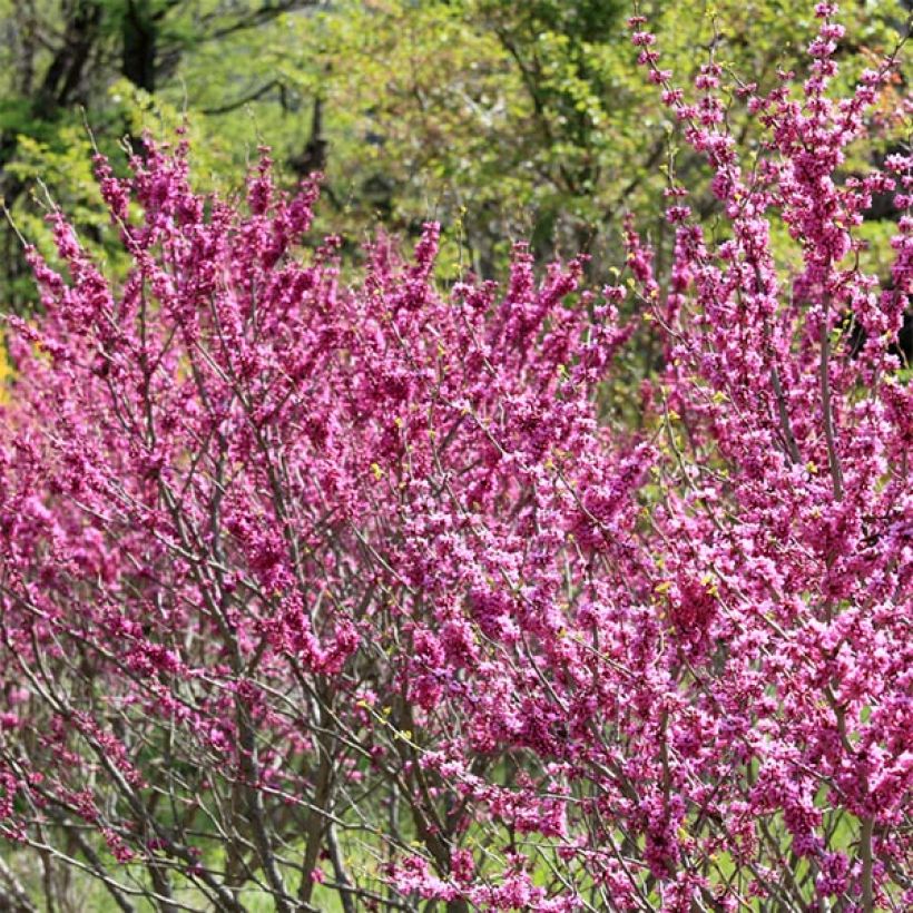 Chinesischer Judasbaum Avondale - Cercis chinensis (Hafen)