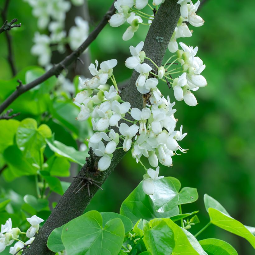 Chinesischer Judasbaum Shirobana - Cercis chinensis (Blüte)