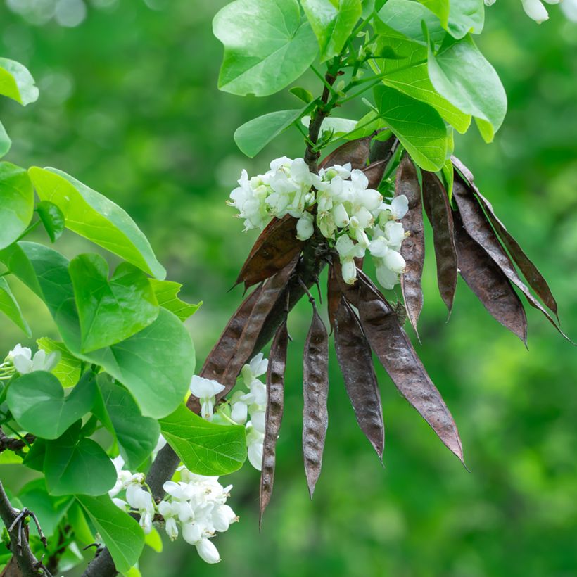 Chinesischer Judasbaum Shirobana - Cercis chinensis (Ernte)