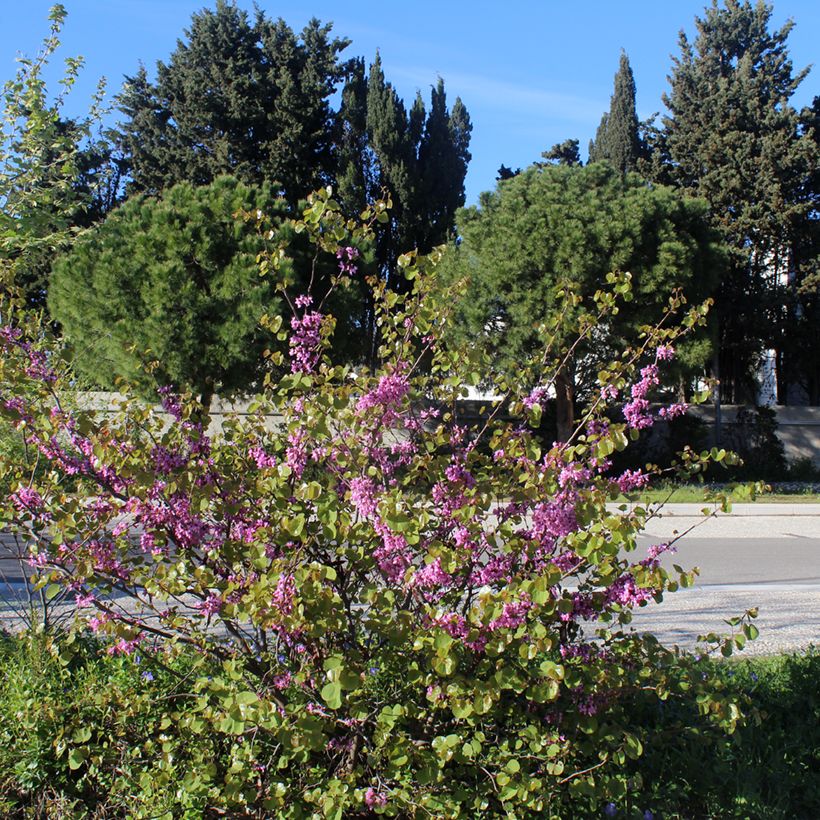 Judasbaum - Cercis siliquastrum (Hafen)