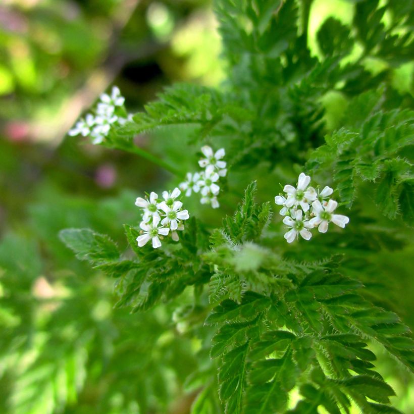 Garten-Kerbel - Vilmorin - Anthriscus cerefolium (Blüte)