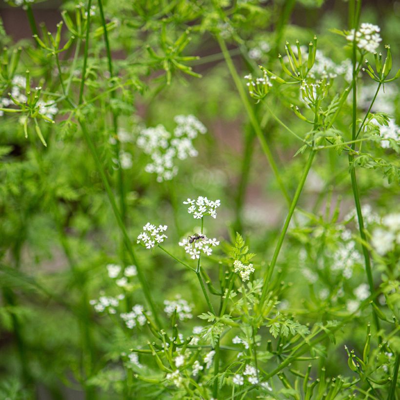 Garten-Kerbel - Anthriscus cerefolium (Blüte)