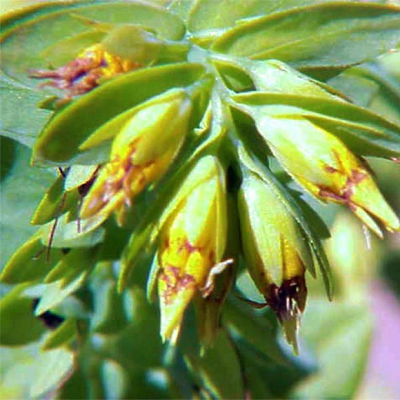 Cerinthe glabra - Alpen-Wachsblume (Blüte)