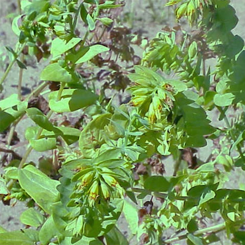 Cerinthe glabra - Alpen-Wachsblume (Hafen)