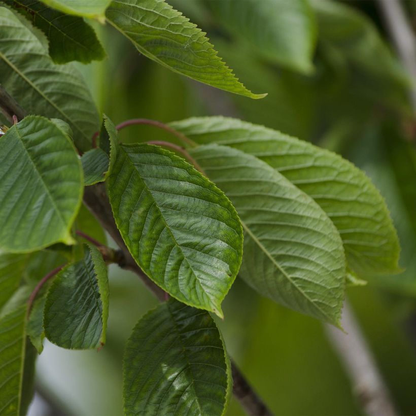 Süßkirsche Burlat - Prunus avium (Laub)