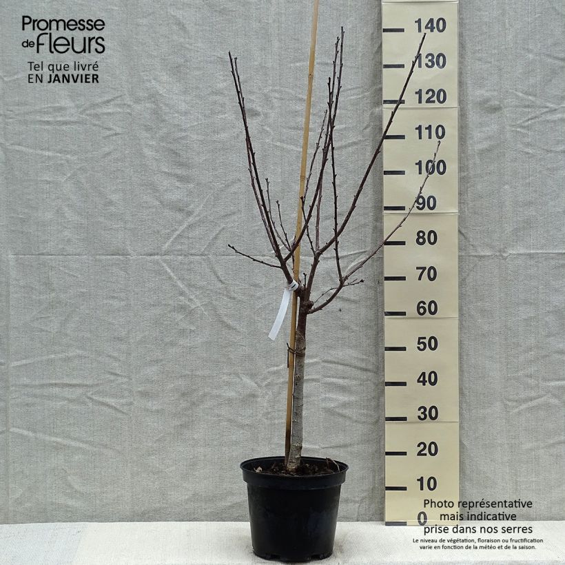 Exemplar von Cerisier Anglaise Hâtive - Prunus cerasus Gobelet en pot de 7,5l/10l wie im Winter geliefert