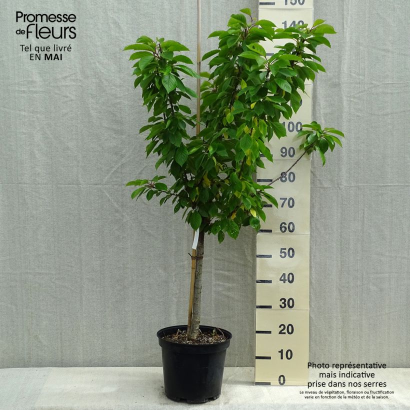 Exemplar von Cerisier Anglaise Hâtive - Prunus cerasus Gobelet en pot de 7,5l/10l wie im Frühjahr geliefert