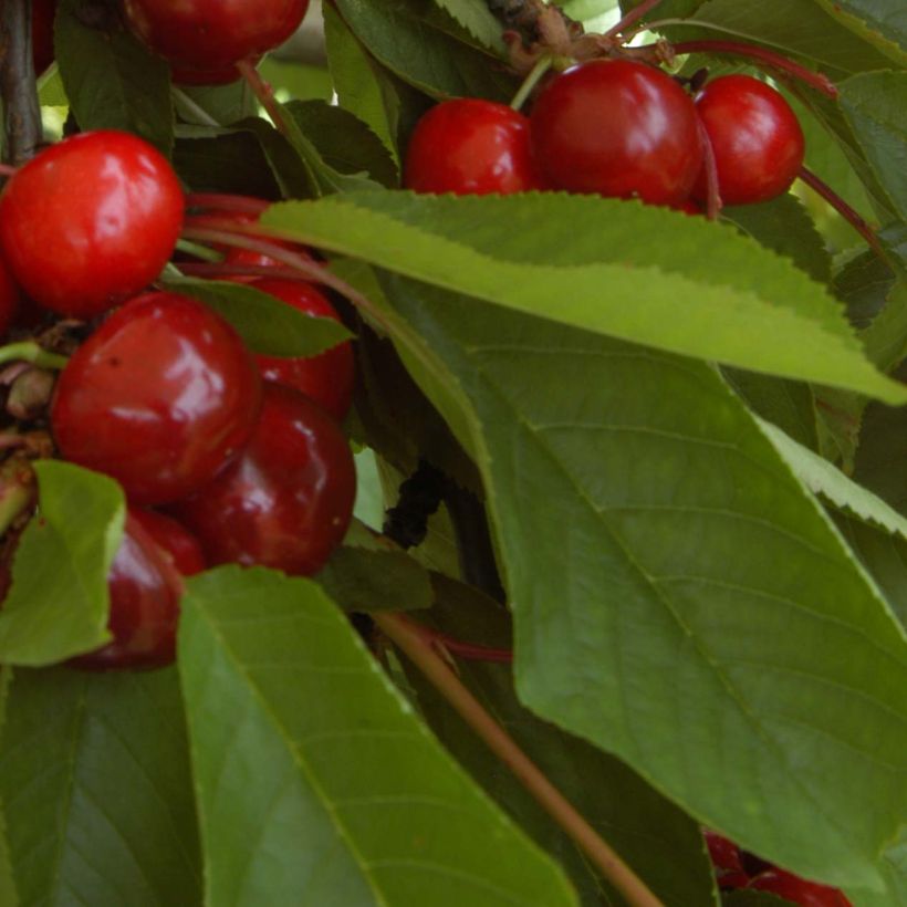 Süßkirsche Bigalise 'enjidel' - Prunus avium (Laub)